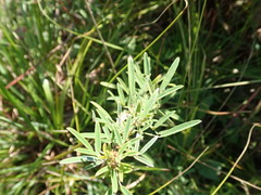 Lespedeza angustifolia