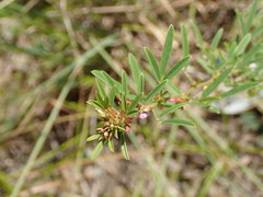 Lespedeza angustifolia
