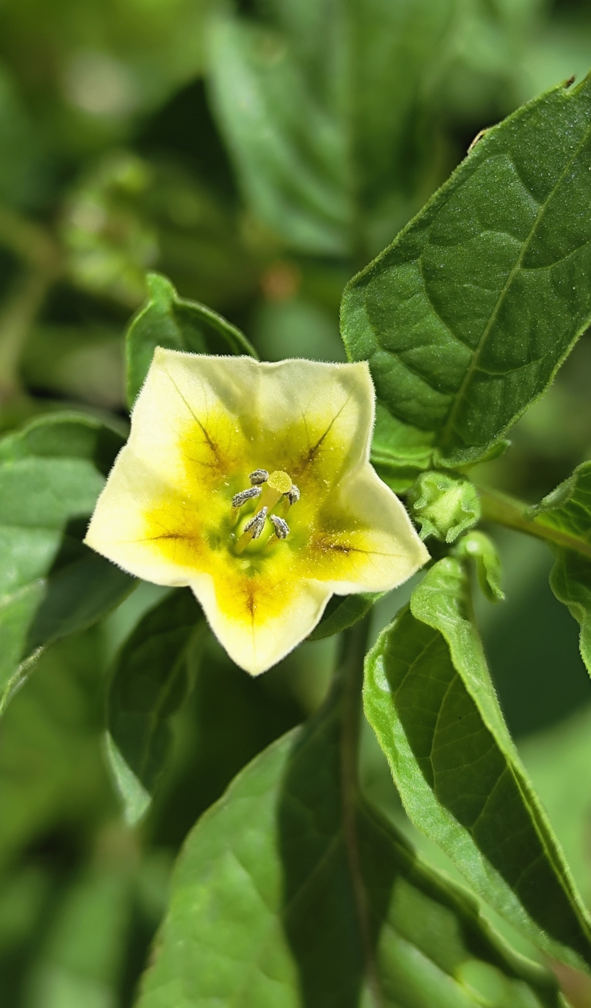 Physalis angulata