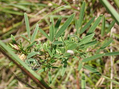 Lespedeza angustifolia