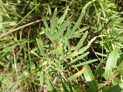 Lespedeza angustifolia