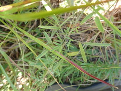 Lespedeza angustifolia