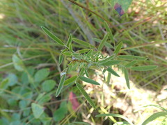 Lespedeza angustifolia