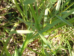 Lespedeza angustifolia