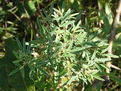 Lespedeza angustifolia