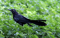 Quiscalus mexicanus