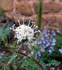 Chaenactis douglasii