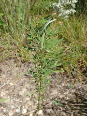 Lespedeza angustifolia