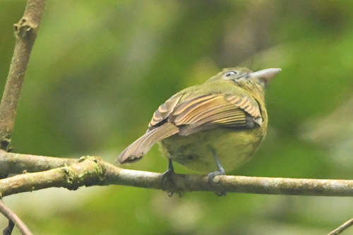 Fulvous-breasted Flatbill (Rhynchocyclus fulvipectus), photo 8