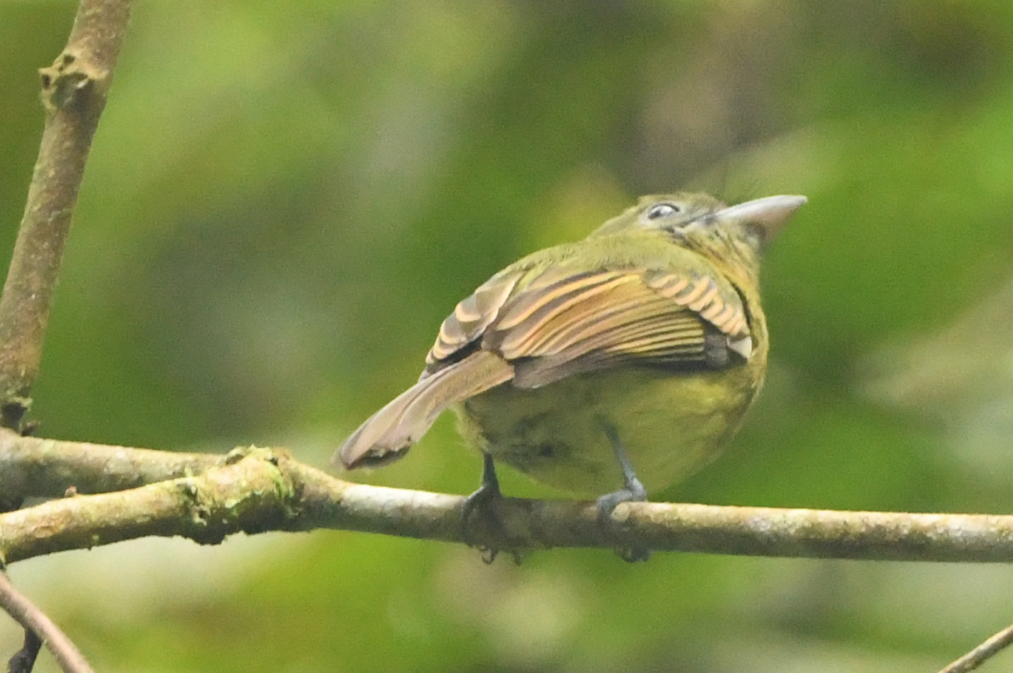 Fulvous-breasted Flatbill (Rhynchocyclus fulvipectus), photo 3