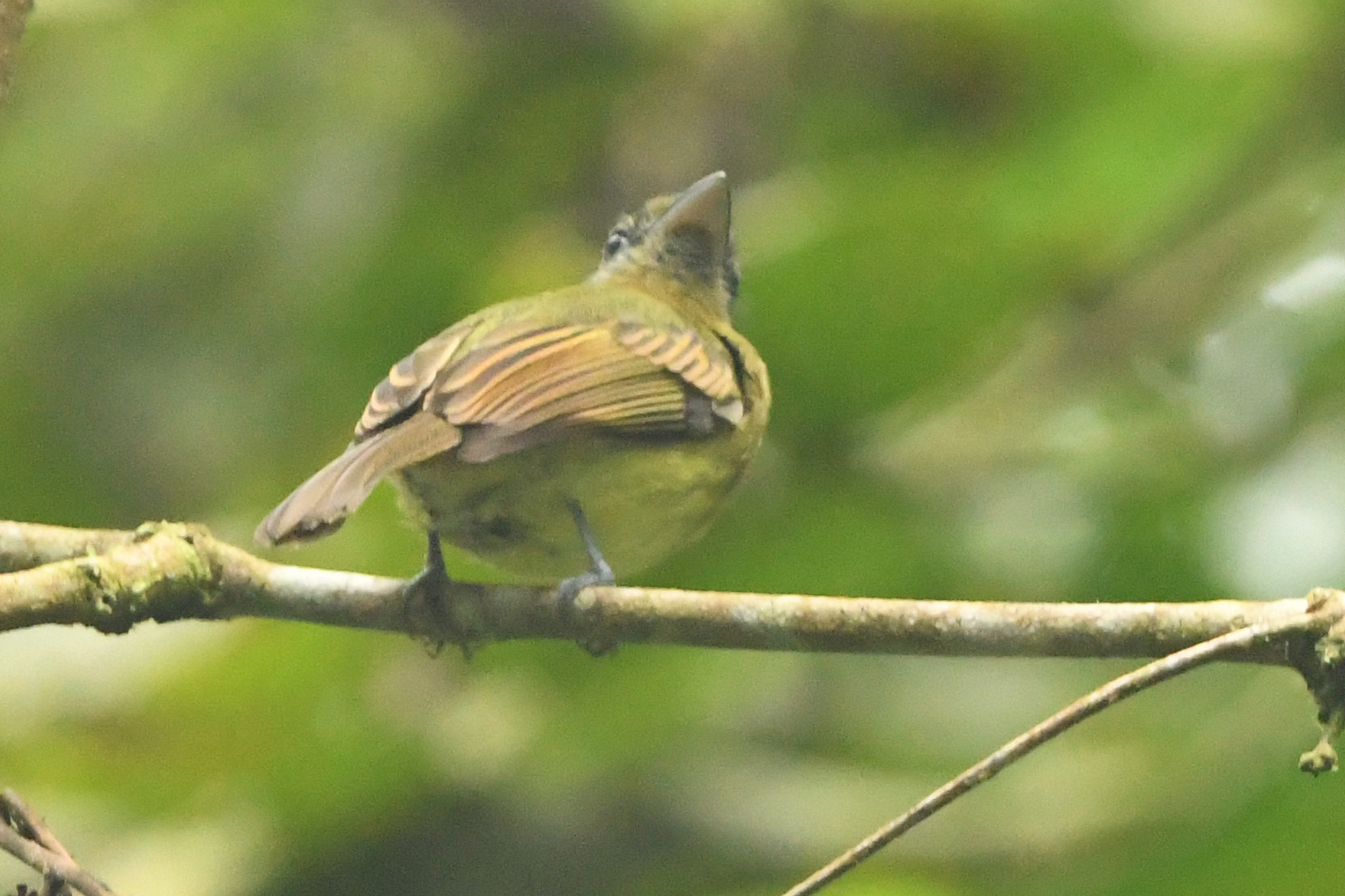 Fulvous-breasted Flatbill (Rhynchocyclus fulvipectus), photo 2