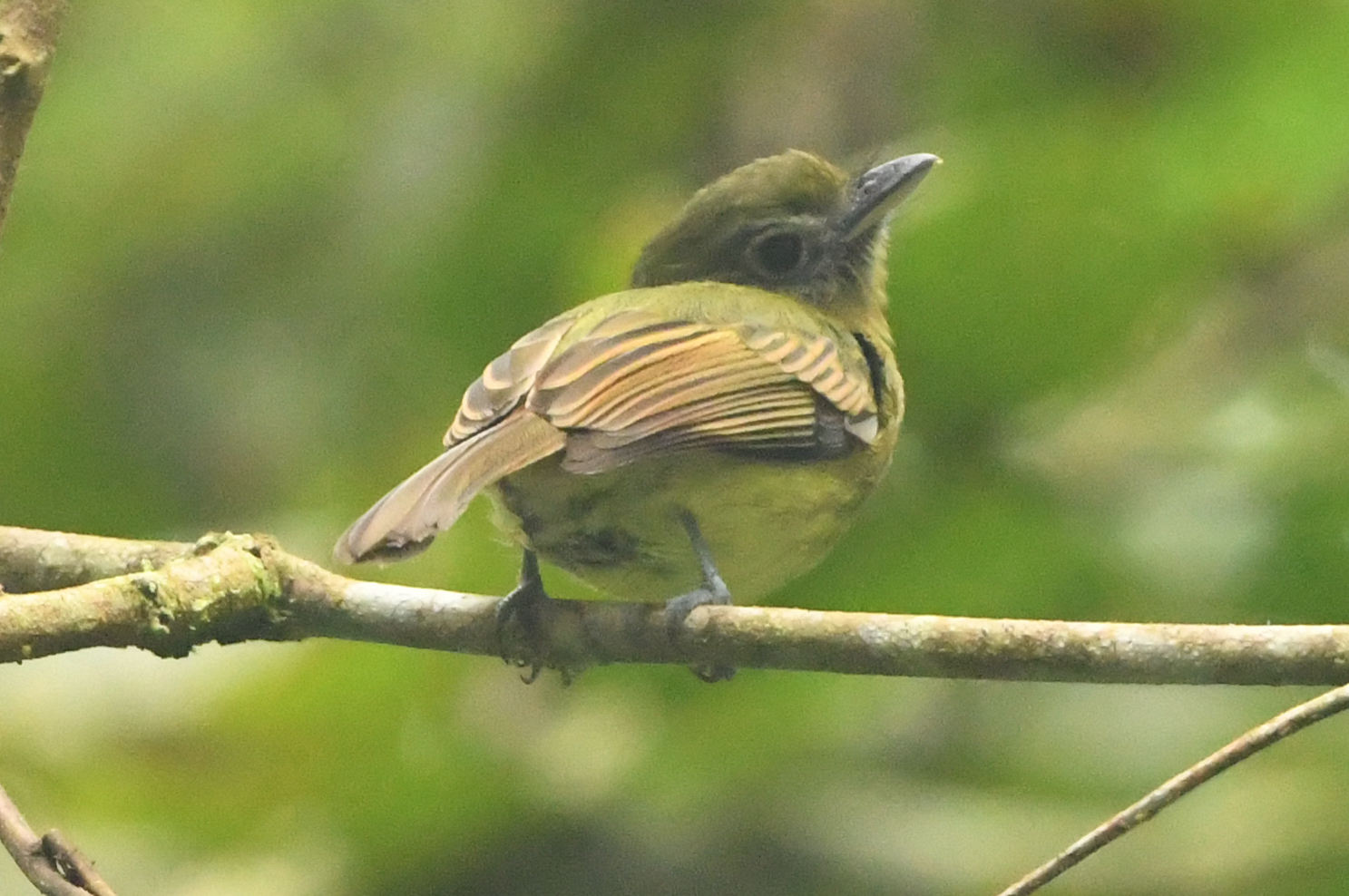 Fulvous-breasted Flatbill (Rhynchocyclus fulvipectus), photo 1