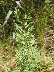 Lespedeza angustifolia