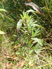 Lespedeza angustifolia