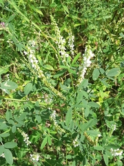 Melilotus albus image