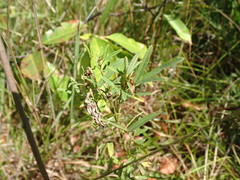 Lespedeza angustifolia