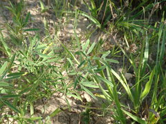 Lespedeza angustifolia