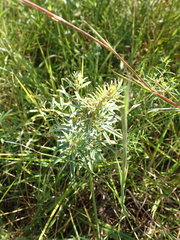 Lespedeza angustifolia