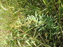 Lespedeza angustifolia