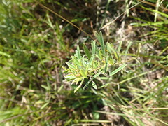 Lespedeza angustifolia