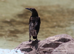 Quiscalus mexicanus