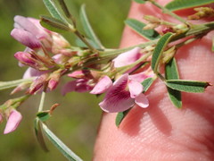 Lespedeza angustifolia