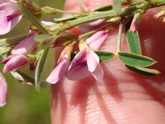 Lespedeza angustifolia