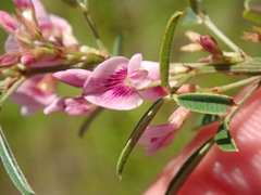 Lespedeza angustifolia