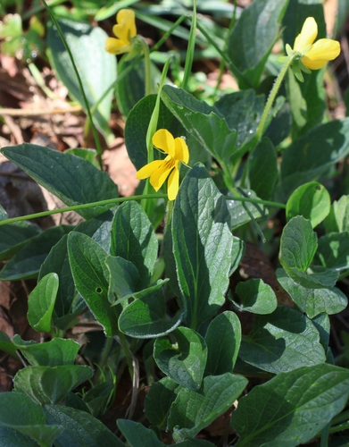 Image of Viola praemorsa by (c) Gail A Baker, some rights reserved (CC BY)