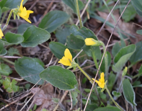 Image of Viola praemorsa by (c) Gail A Baker, some rights reserved (CC BY)