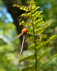 Tipula fulvipennis