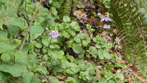 Image of Greater Cuckoo-flower by (c) frangp, some rights reserved (CC BY)
