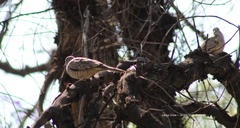 Columbina inca