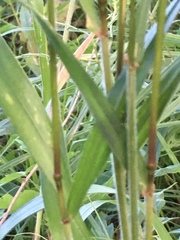 Elymus villosus