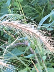 Elymus villosus