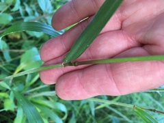 Elymus villosus