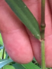 Elymus villosus