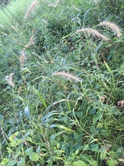 Elymus villosus