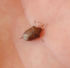 Peribalus strictus strictus