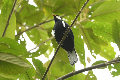 Black Solitaire (Entomodestes coracinus), photo 7