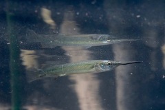 Estuary Garfish photo 2