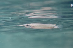 Estuary Garfish photo 4