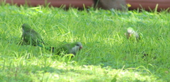 Myiopsitta monachus