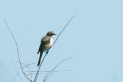 Lanius phoenicuroides