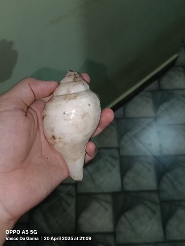 Turbinella pyrum, 2025-04-20