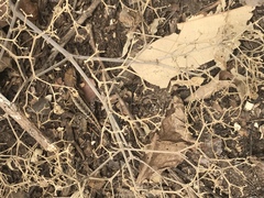 Stenocercus iridescens