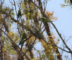 Myiopsitta monachus