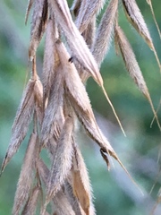 Bromopsis