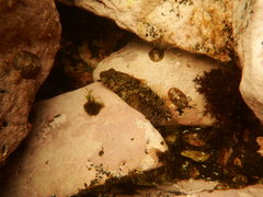 Artedius harringtoni