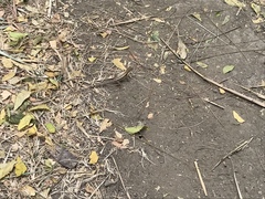 Stenocercus iridescens